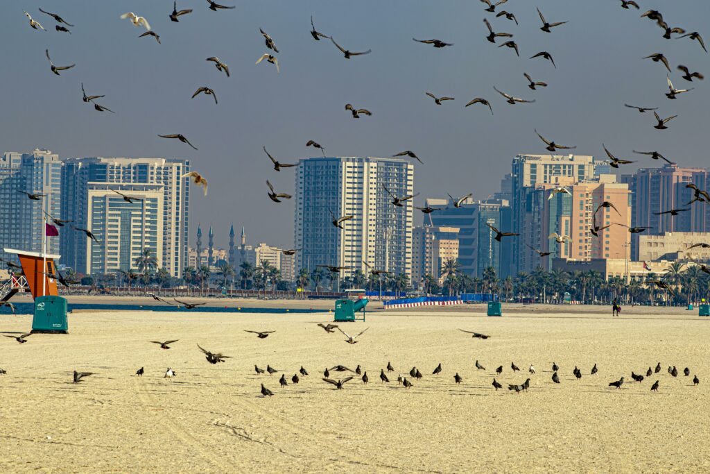 Comment investir à Dubaï : gratte-ciels, plage et oiseaux